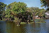 Tonle Sap - Kampong Phluk - Flooded mangrove forest